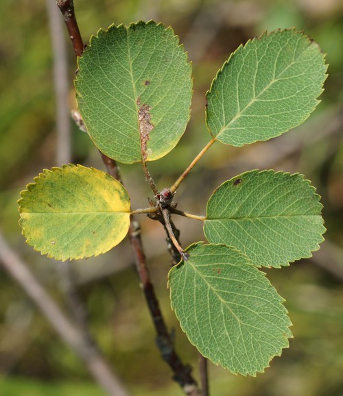 feuille