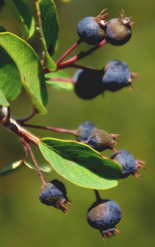 fruit