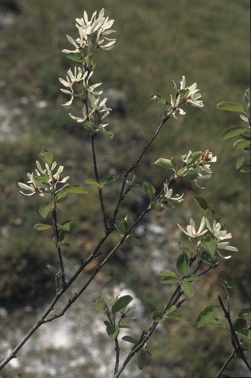 inflorescence