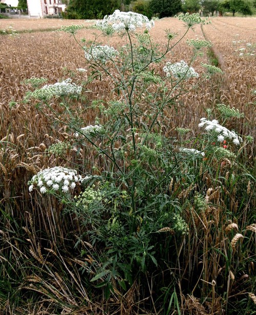 Plante entière