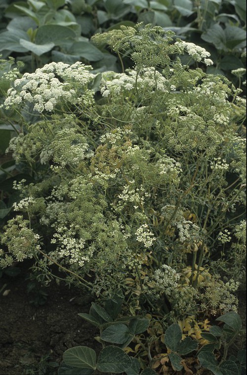 inflorescence