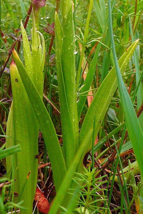 feuille