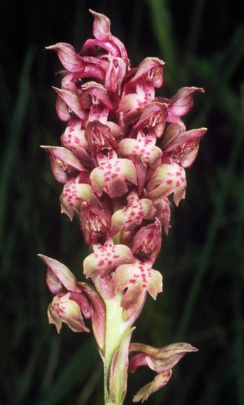 inflorescence