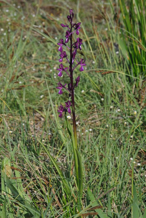 Plante entière