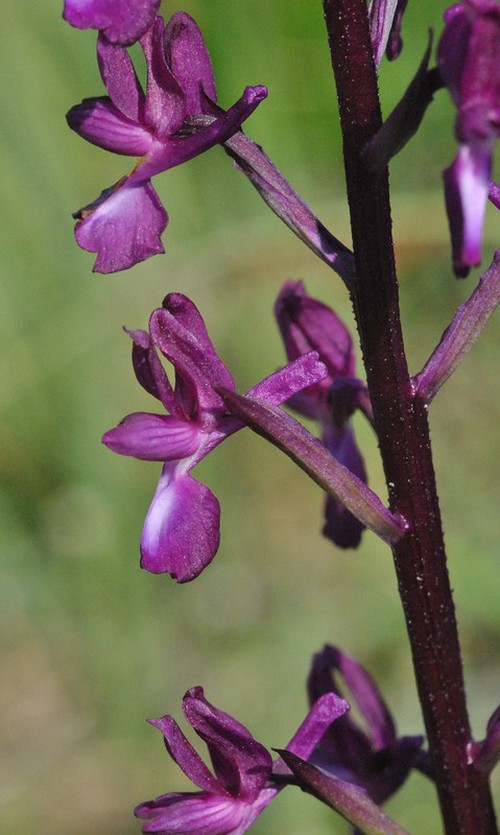 fleur