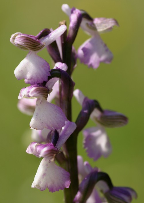 forme blanchâtre