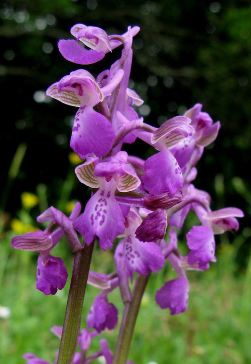 inflorescence