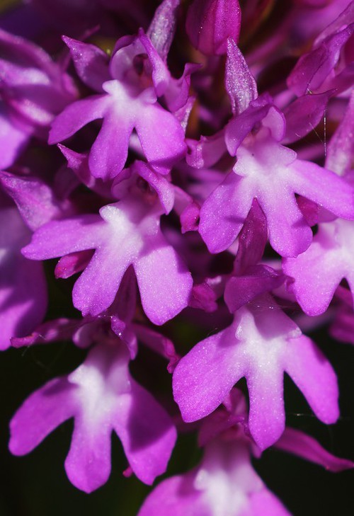 détail fleur