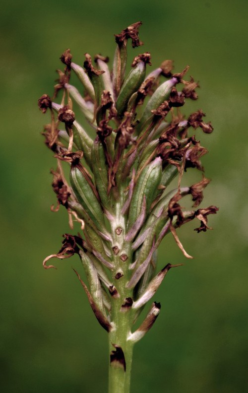 fruit