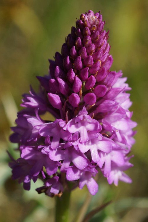 inflorescence jeune