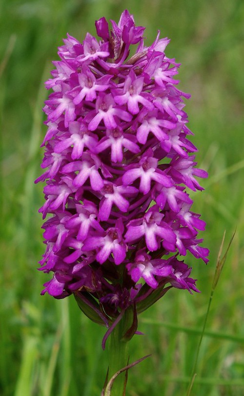 inflorescence mature