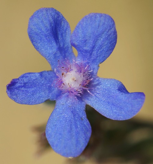détail fleur