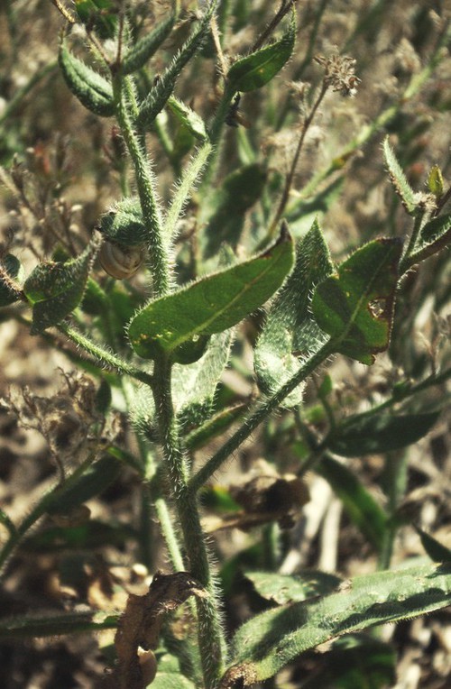 feuille