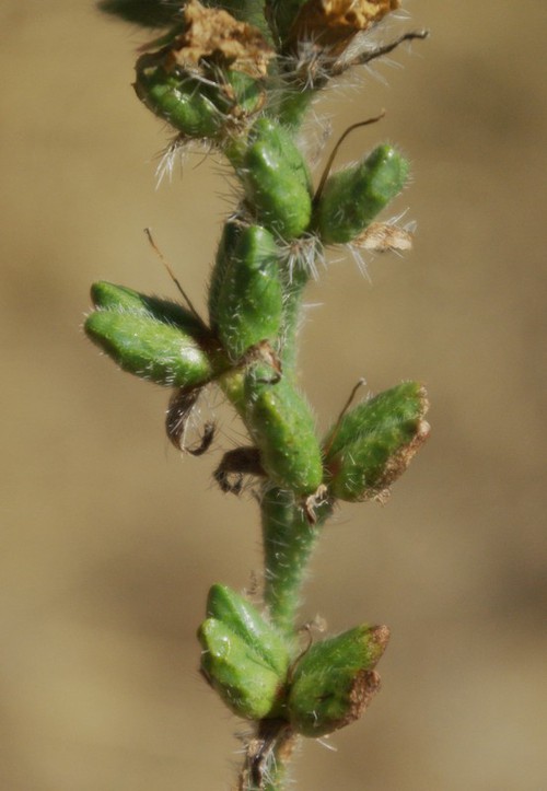 fruit
