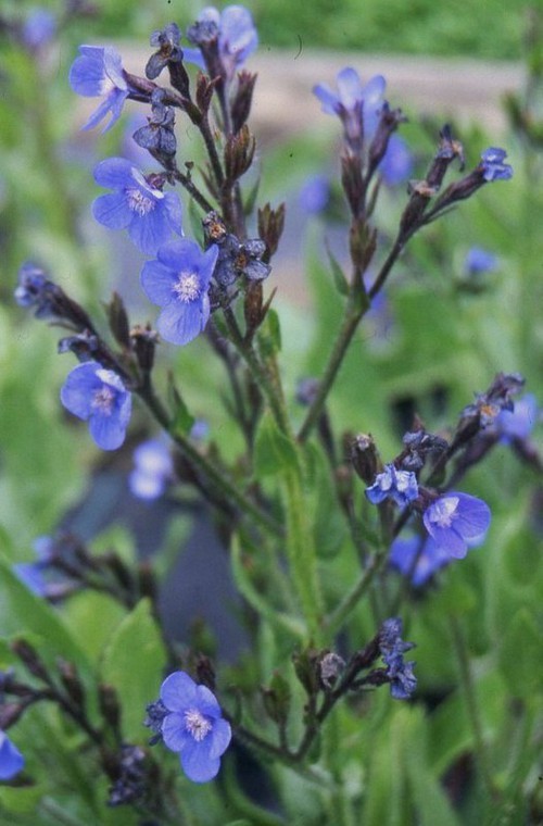 inflorescence