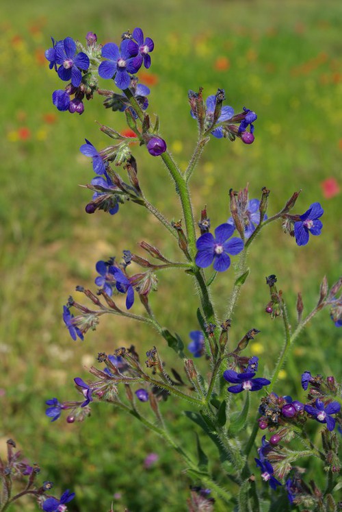 Plante entière