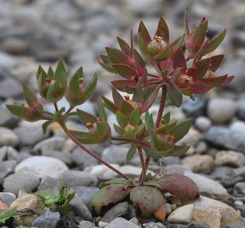 Plante entière