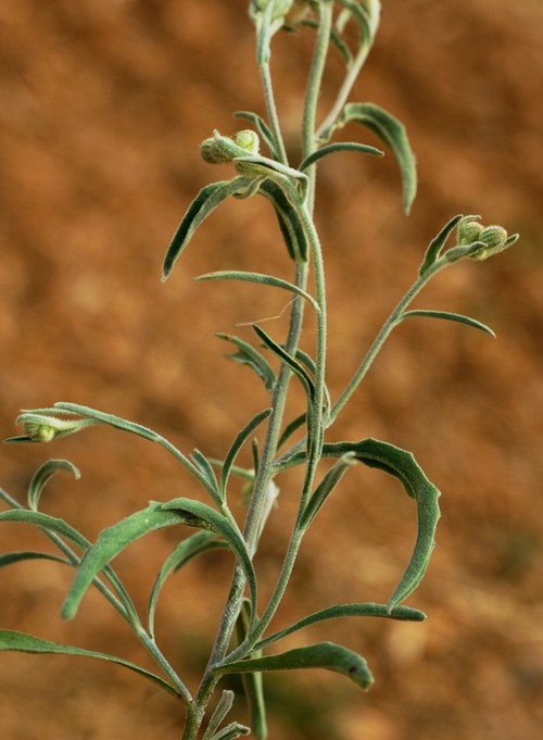 feuille
