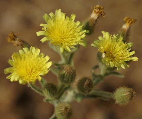 inflorescence