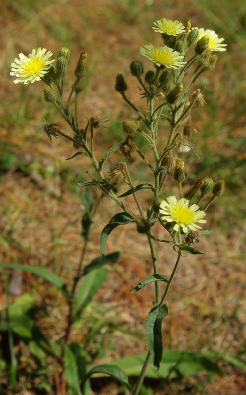 Plante entière