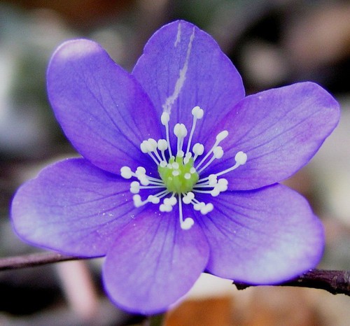 détail fleur