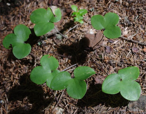 feuille