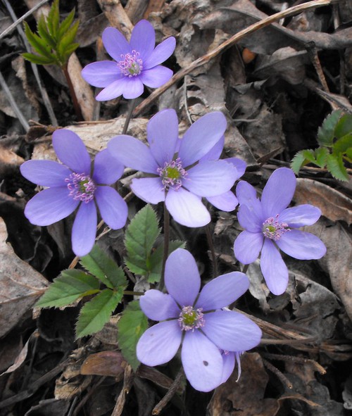 fleur