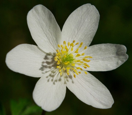 détail fleur