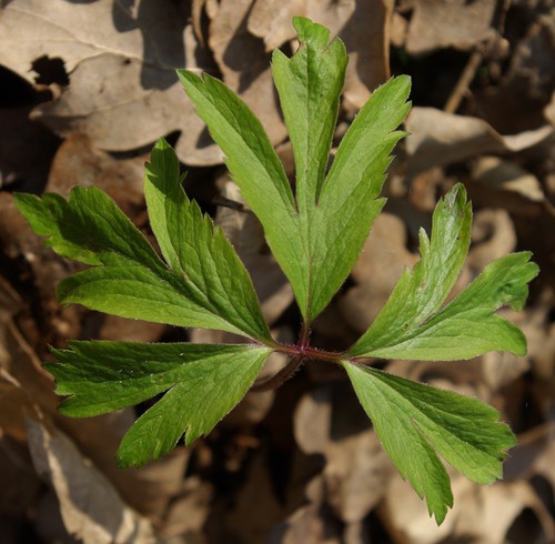 feuille