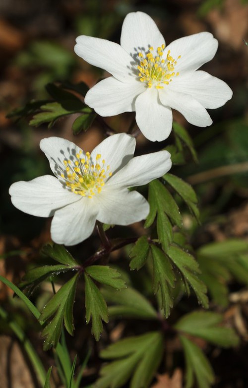 fleur