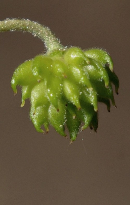 fruit