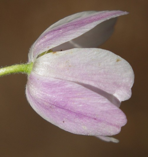revers fleur