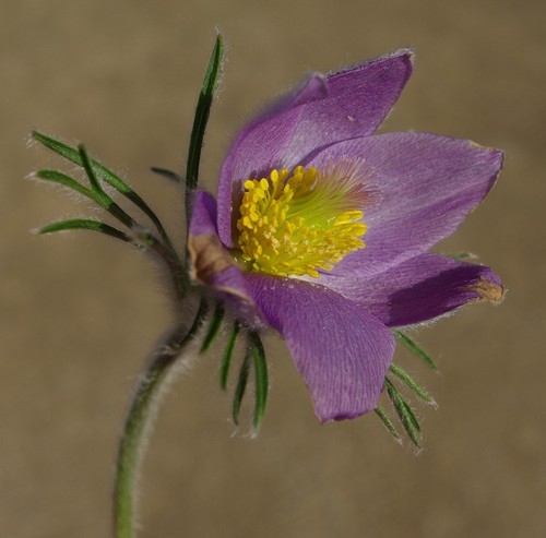 fleur