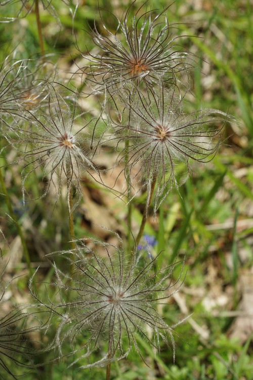fruit