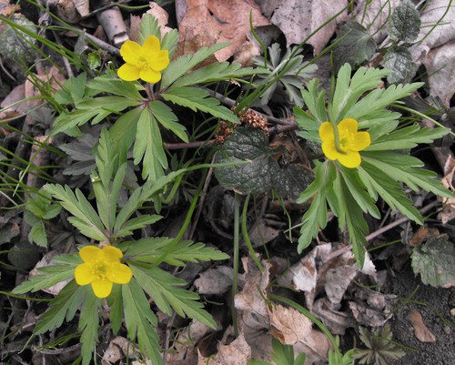 Plante entière