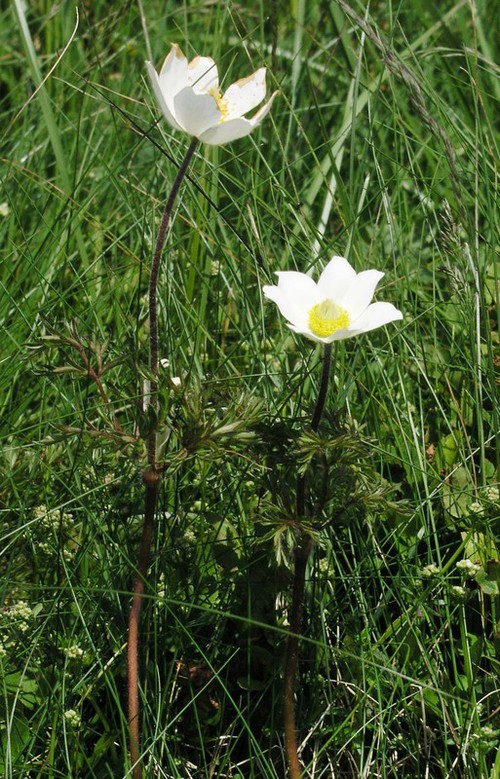 Plante entière
