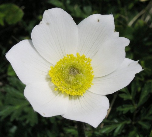 fleur
