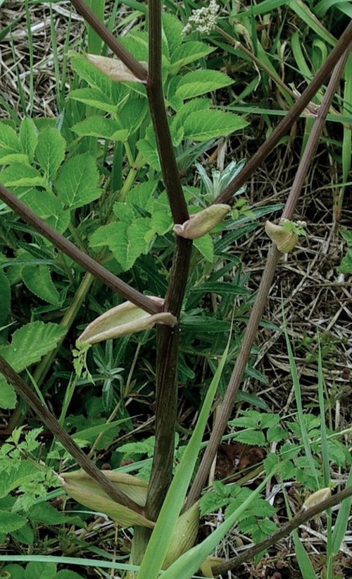 feuille supérieure