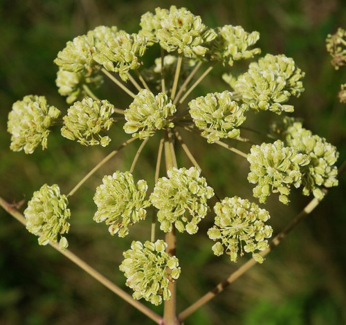 fruit