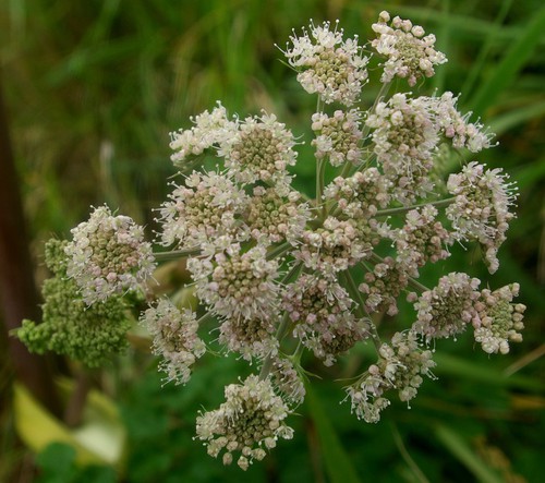 inflorescence