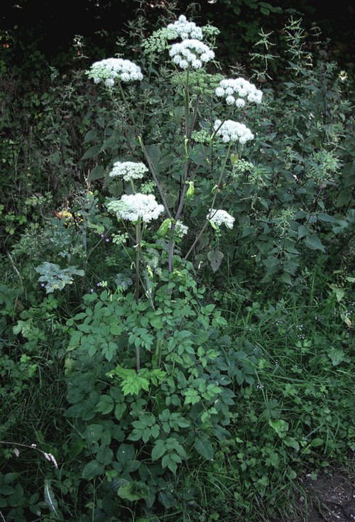 Plante entière