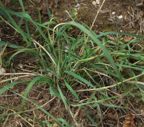 feuille