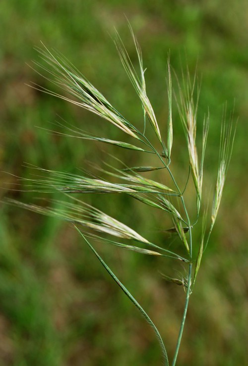 inflorescence