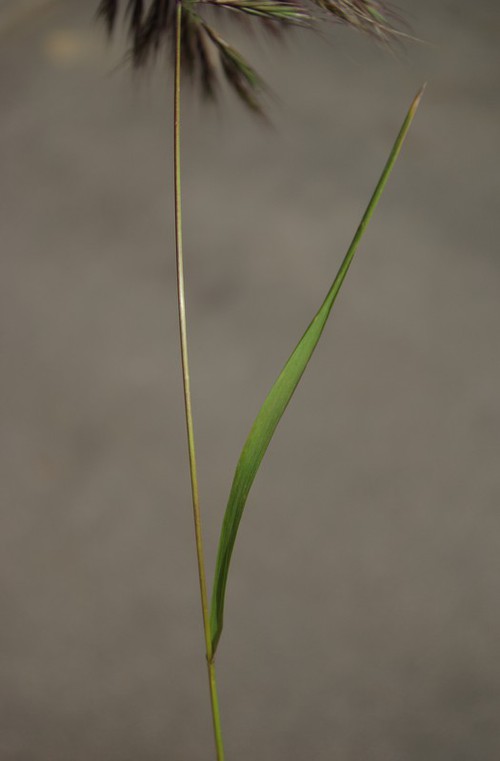 feuille