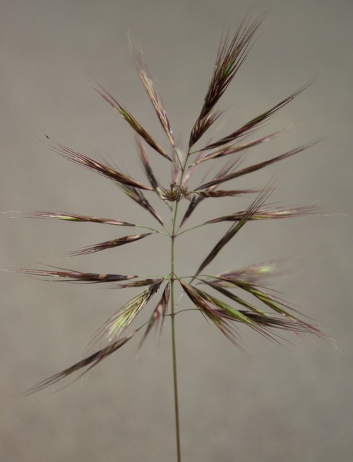inflorescence