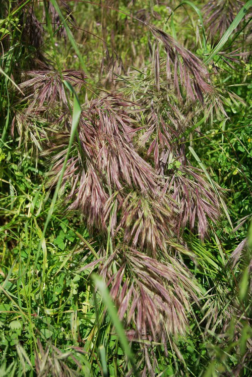 Plante entière