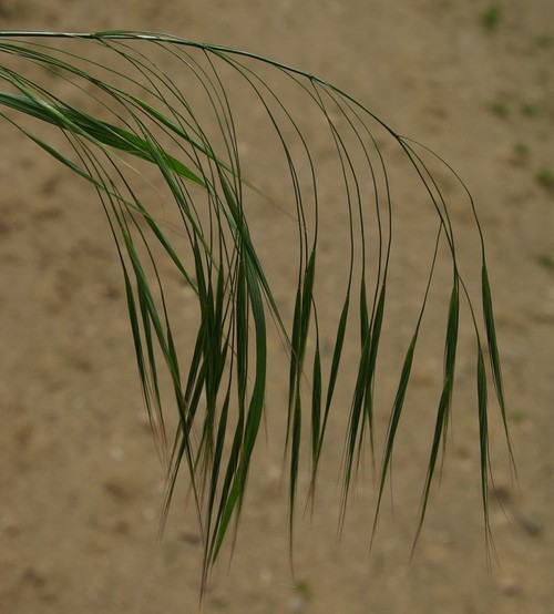 inflorescence