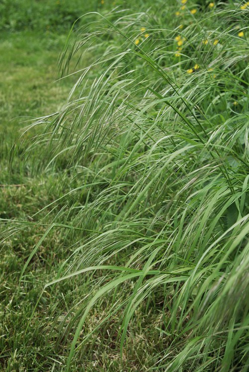 Plante entière
