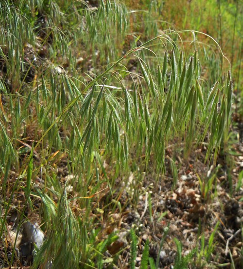 Plante entière