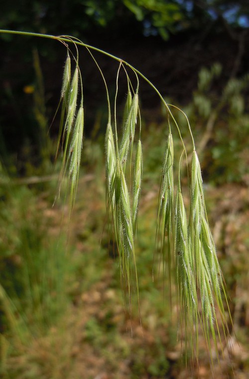 détail fleur